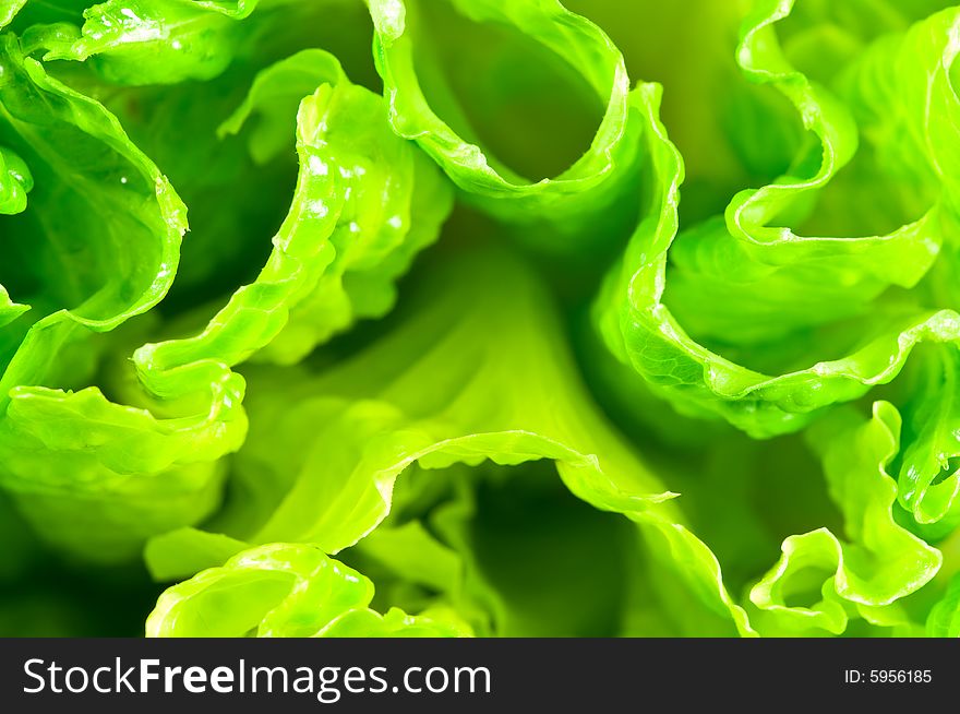 Close up on fresh green lettuce. Close up on fresh green lettuce