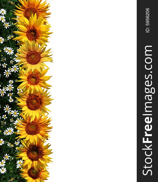 An image of sunflowers in a line. An image of sunflowers in a line.