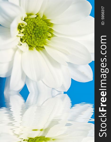 Close up on white Daisy with water reflection on blue background