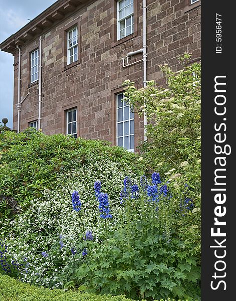Blue Delphiniums adjacent to the wall of a large country house. Blue Delphiniums adjacent to the wall of a large country house