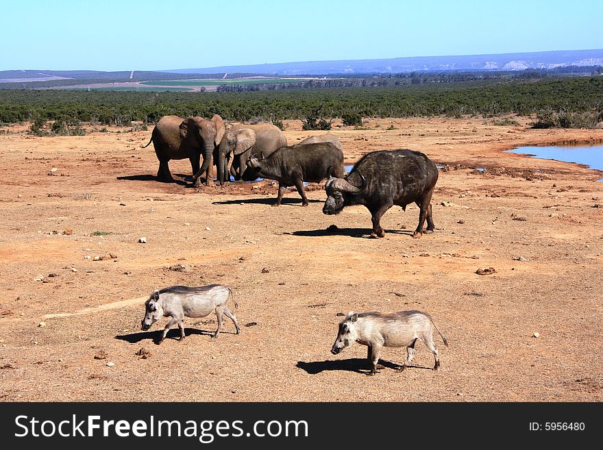 Buffaloes, Warthogs And Elephants