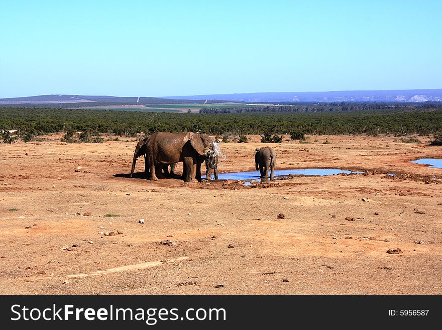 Water Elephants