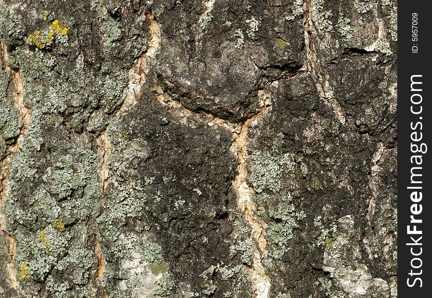 Old Birch Bark With Moss Texture Close Up