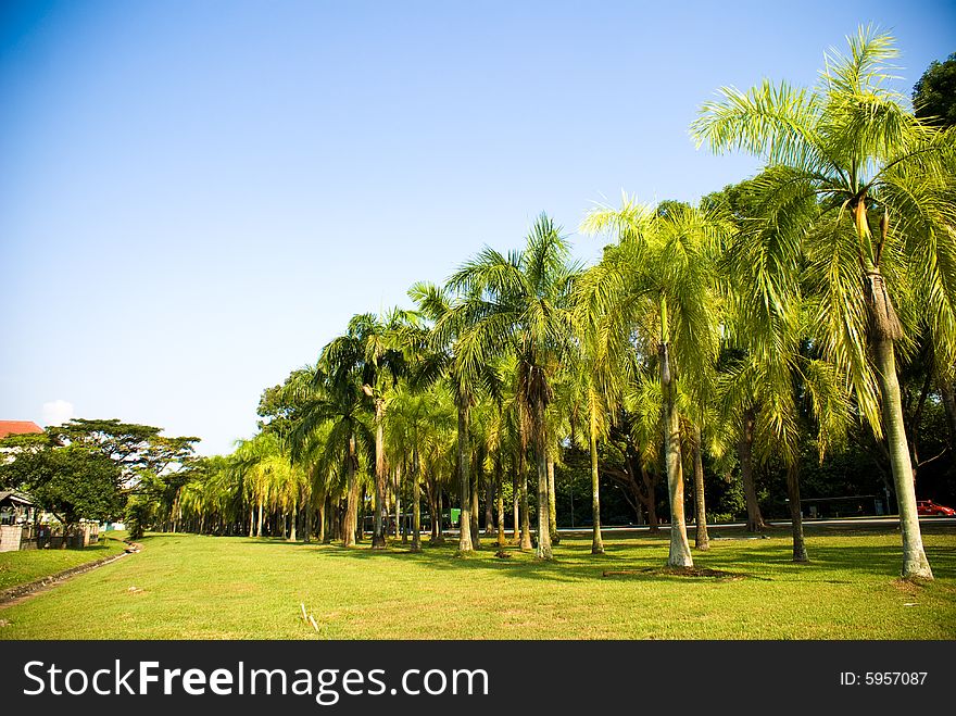 Rows of coconut trees in tropical country in sunny day. Rows of coconut trees in tropical country in sunny day