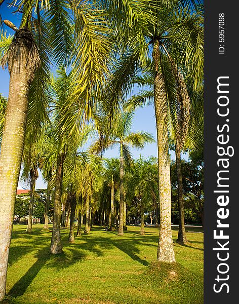 Rows of coconut trees in tropical country in sunny day