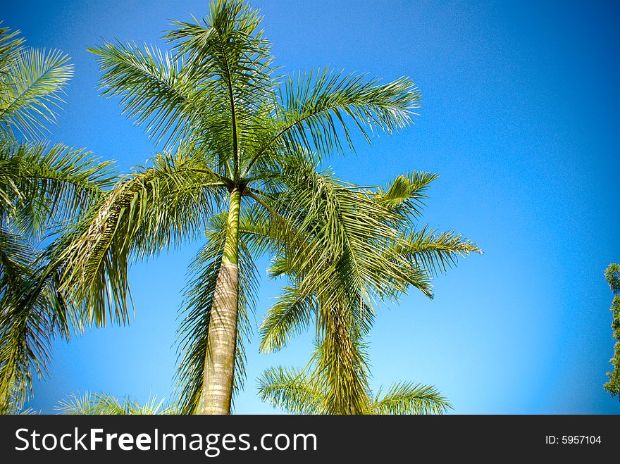 Rows of coconut trees in tropical country in sunny day