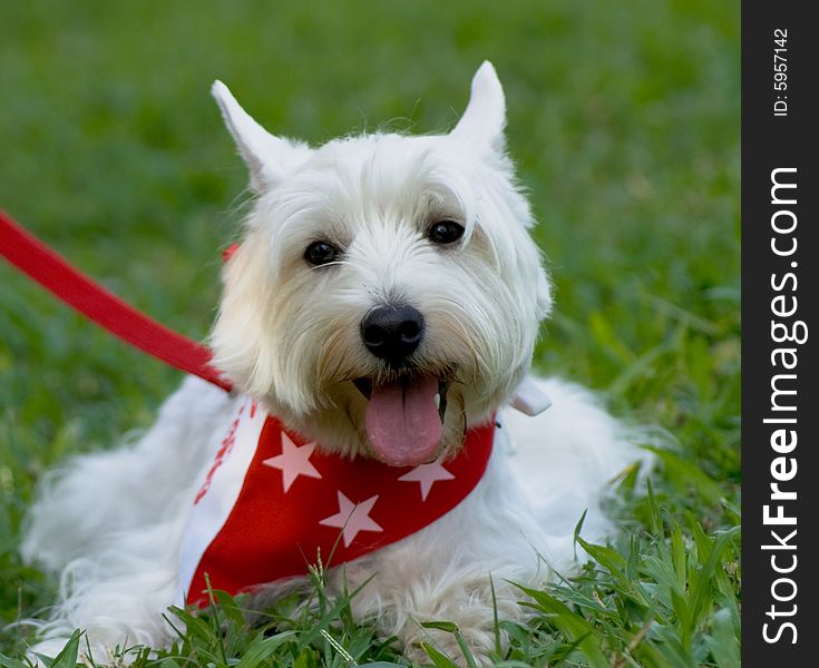 Pure white West Hishland white Terrier with singapore national flag