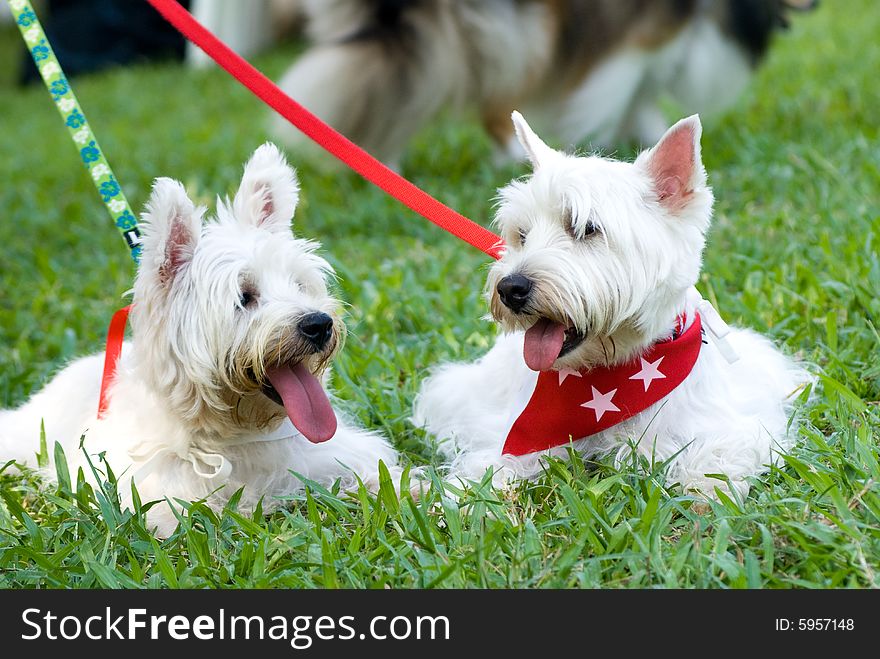 Portrait of West Hishland white Terrier  in natural setting