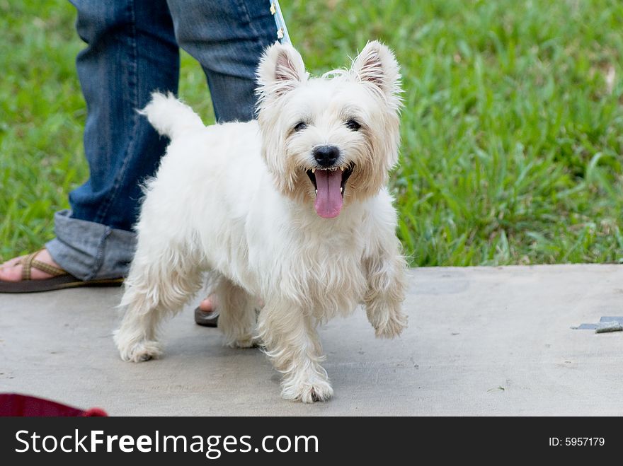 Portrait of West Hishland white Terrier  in natural setting