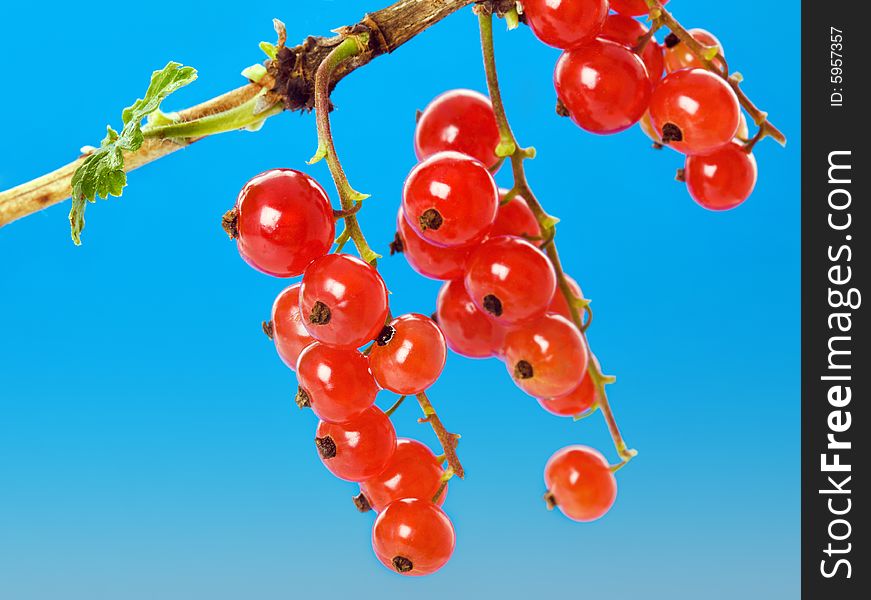Branch of a red currant against the sky