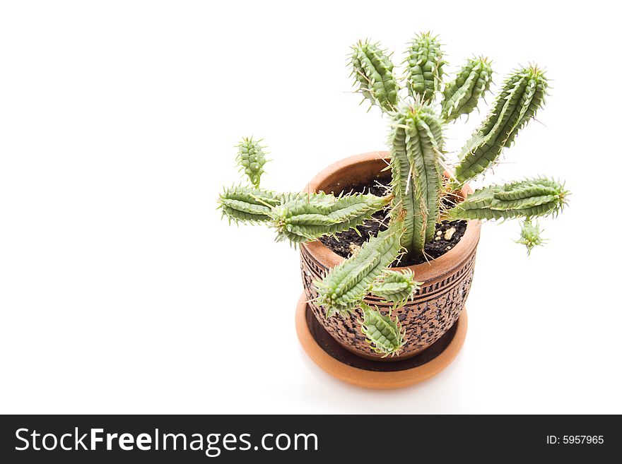 Funny cactus in a pot