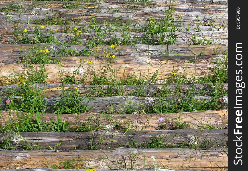 Logs on the field with green grass