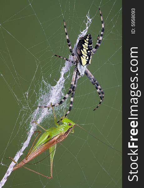 An argiope spider is facing her victim, a grasshopper in her web. An argiope spider is facing her victim, a grasshopper in her web.