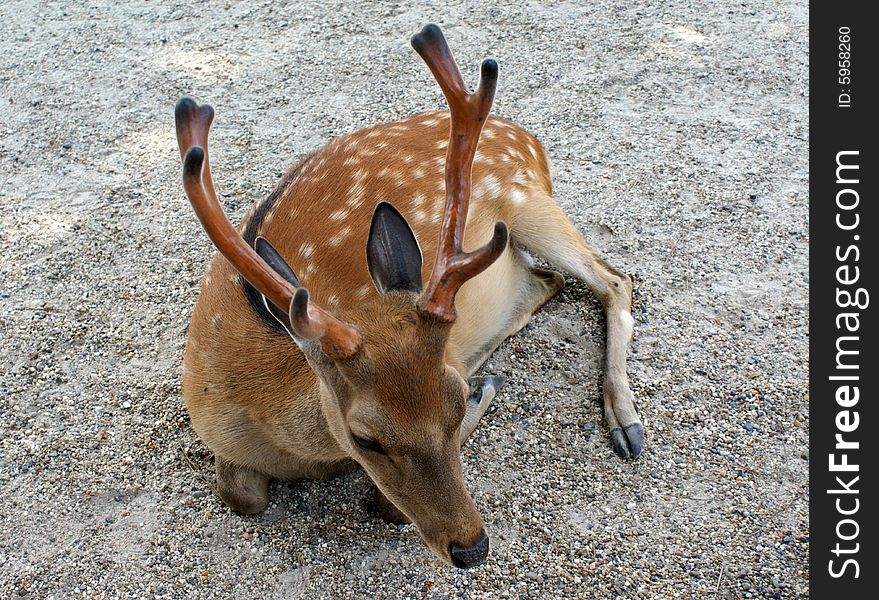 A resting deer in the Nara Natural Park