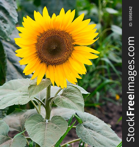 Summer Sunflower for your design