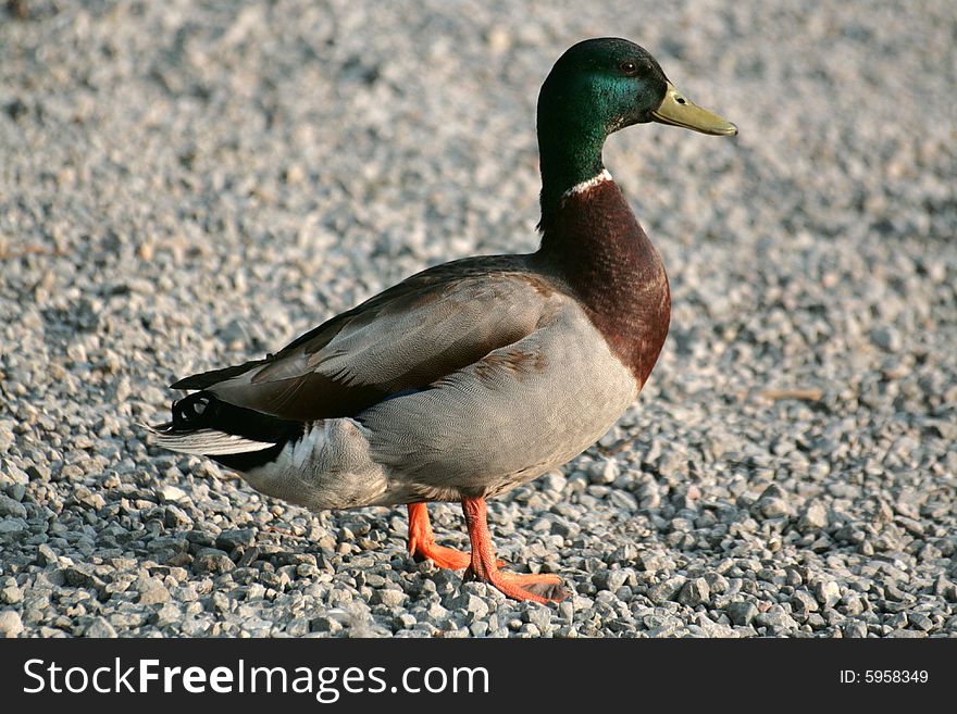 Close up of a mallard duck isolated against gravel background