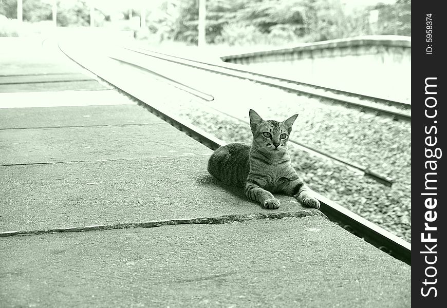 Cat Alongside Of The Railway