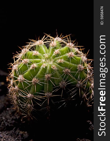 A small cactus on black background