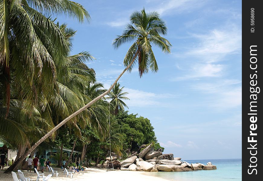 Swing hanged on the coconut tree. Swing hanged on the coconut tree