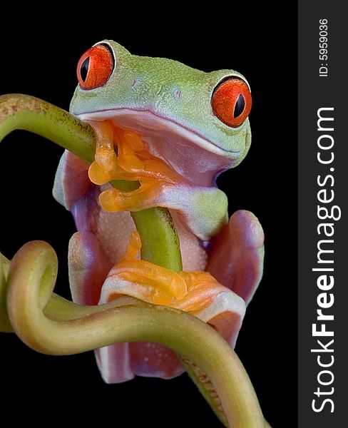 A baby red-eyed tree frog is sitting on a vine. A baby red-eyed tree frog is sitting on a vine.