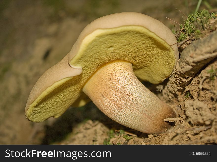 Mushroom in forest in bosnia
