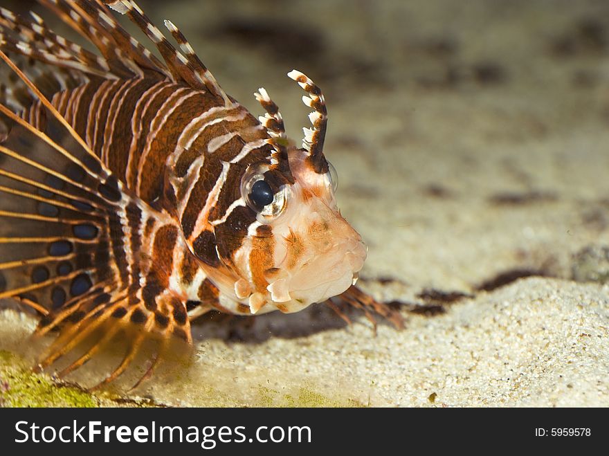 Lionfish close up. It is photographed in a sea aquarium.