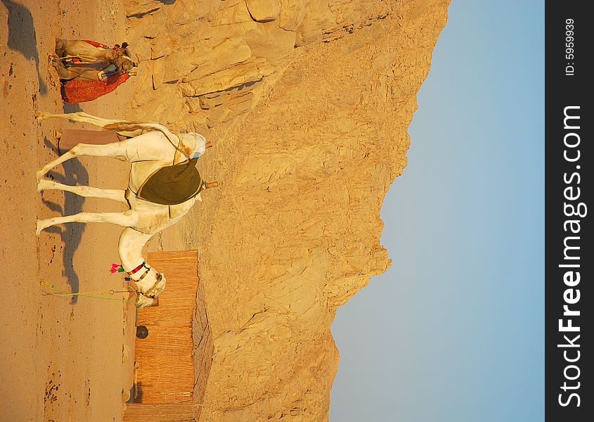 Resting camels on the Eastern Desert in Egypt - bedouins camp