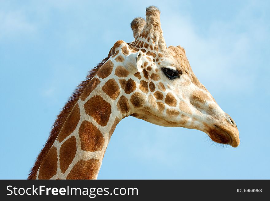 Close up of giraffe's head against blue sky