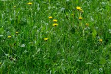 Yellow Dandelion Flowers Royalty Free Stock Photo Yellow Dandelion Flowers Royalty Free Stock Photo