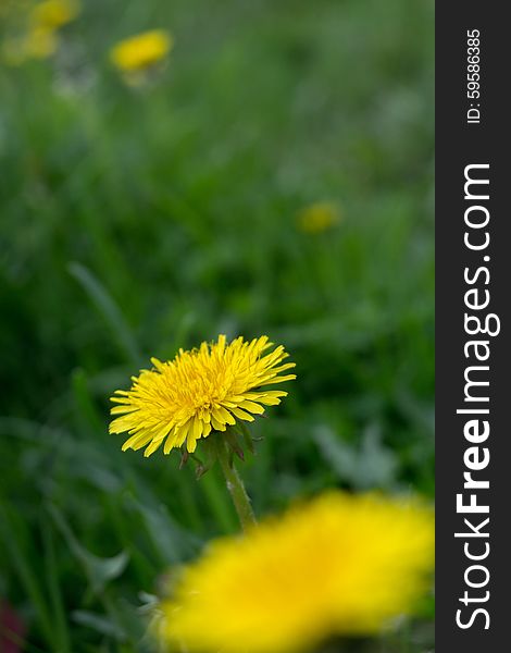 Spring background with yellow dandelion and green grass. Spring background with yellow dandelion and green grass.