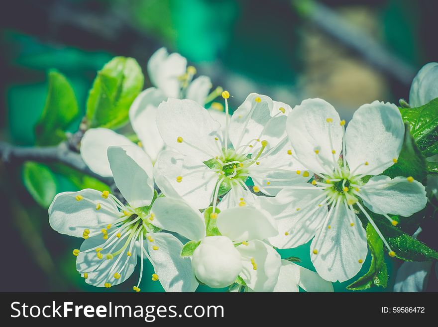 White flowers of the blooming spring tree branches, vintage color effect. White flowers of the blooming spring tree branches, vintage color effect.