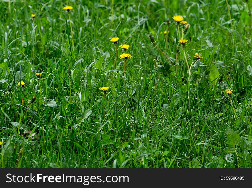 Spring background with yellow dandelion and green grass. Spring background with yellow dandelion and green grass.