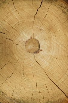 Cross Section Of Tree Trunk Showing Growth Rings Royalty Free Stock Photography Cross Section Of Tree Trunk Showing Growth Rings Royalty Free Stock Photography