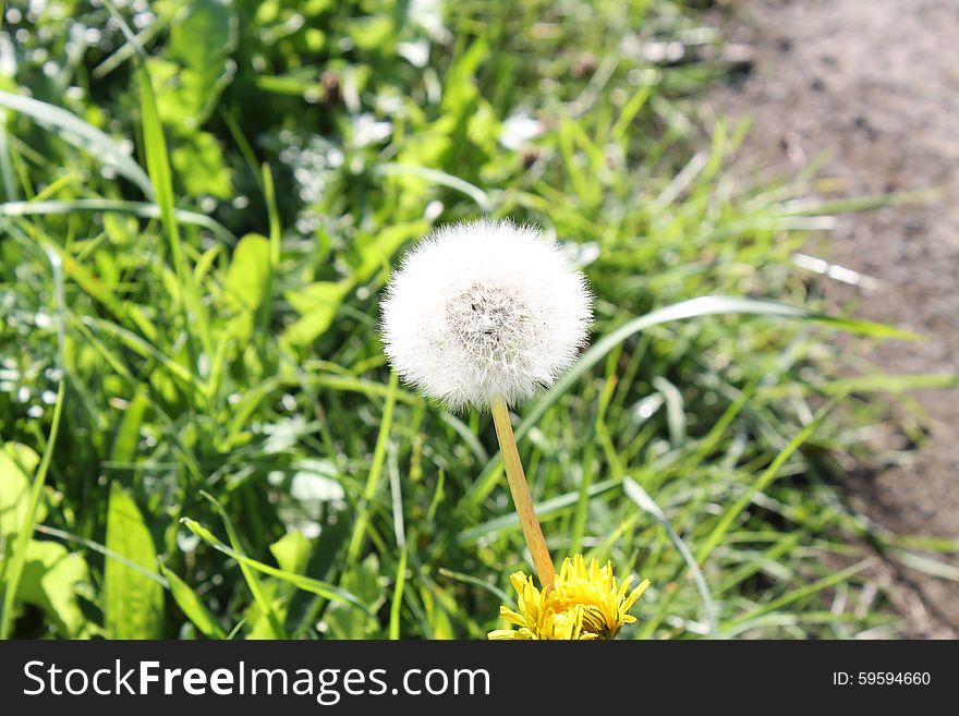 A Dandelion Blowball with a Grass / Dirt Background. A Dandelion Blowball with a Grass / Dirt Background.