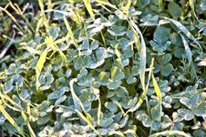 Clover With Dew On A Crisp Morning Royalty Free Stock Image Clover With Dew On A Crisp Morning Royalty Free Stock Image
