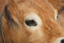 Cow Stock Photos