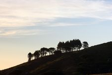 Silhouette Of A Clump Of Trees On Hill Stock Image