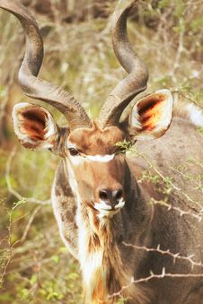 Young Kudu Bull In Overgrown Bushes Stock Image