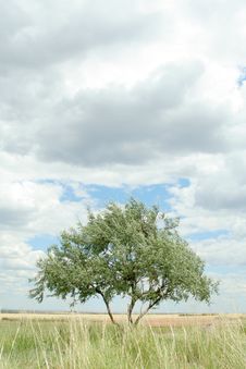 Lonely Tree Stock Photo
