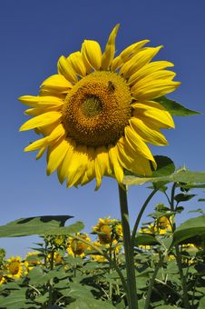 A Solitary Sunflower Stock Photo