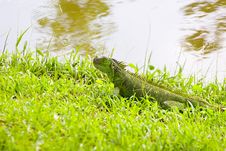 Green Iguana In Grass By Lake Royalty Free Stock Image