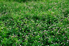 Lawn From A Clover Royalty Free Stock Image