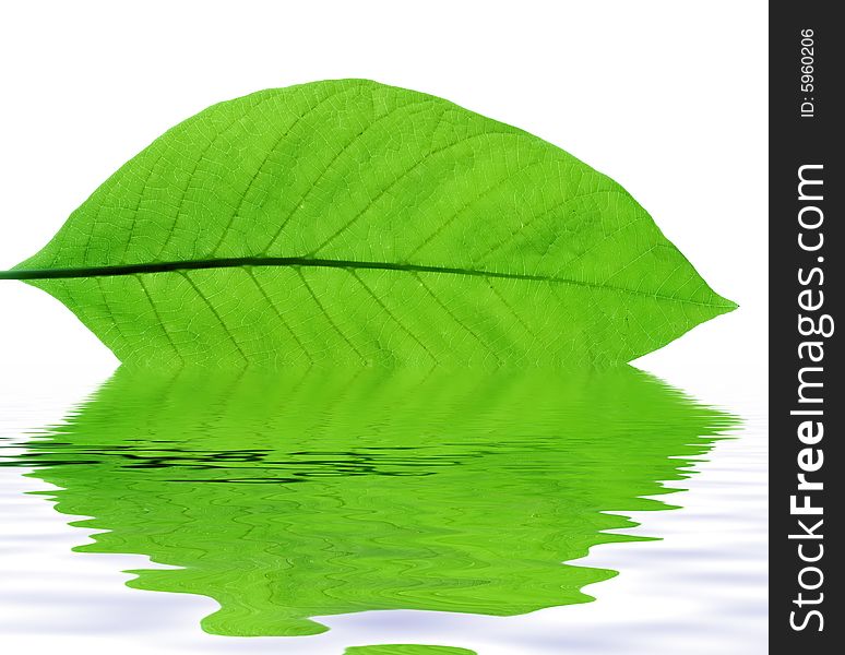 Spring leaves of chestnut