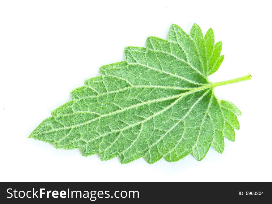 Green leaf isolated on a white