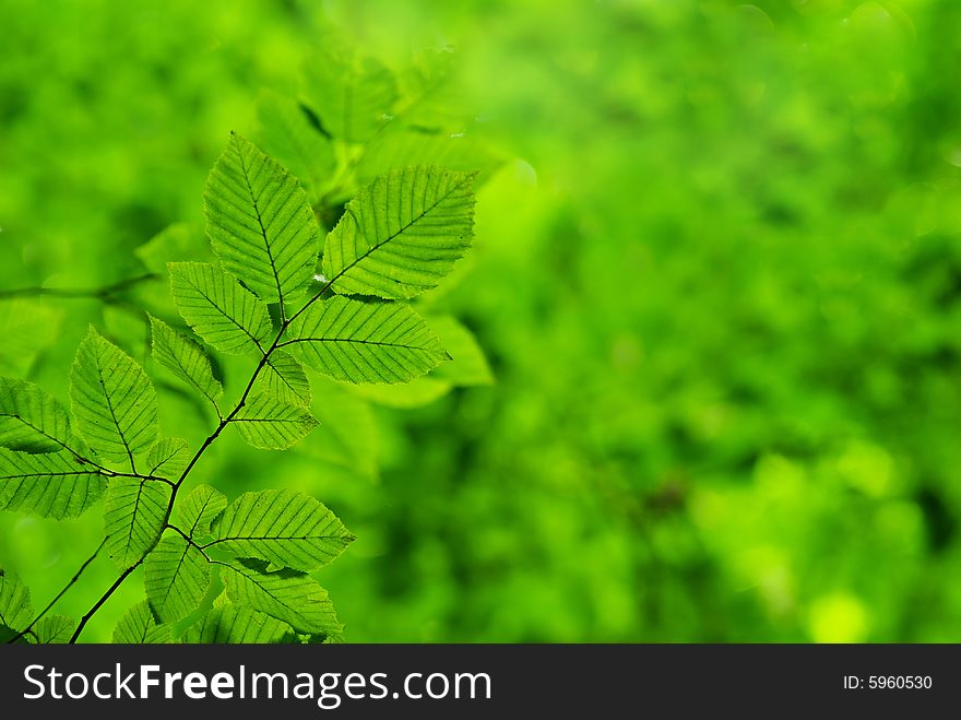 Green leaves background in sunny day