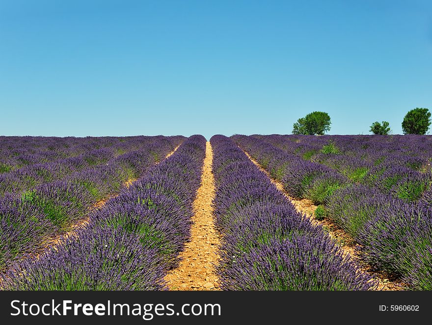 Lavender field with trees against a clear blue sky in the Provence, France