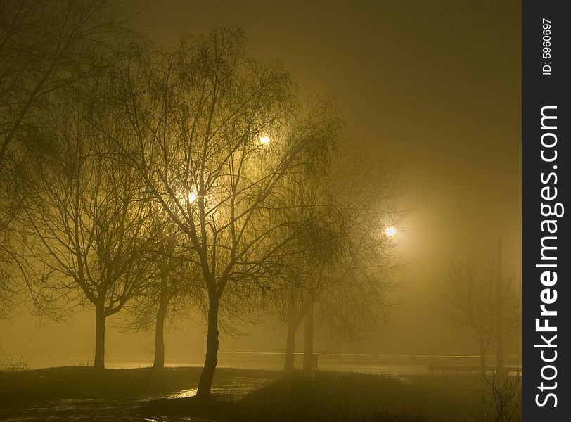 Trees in fog in nightly illumination