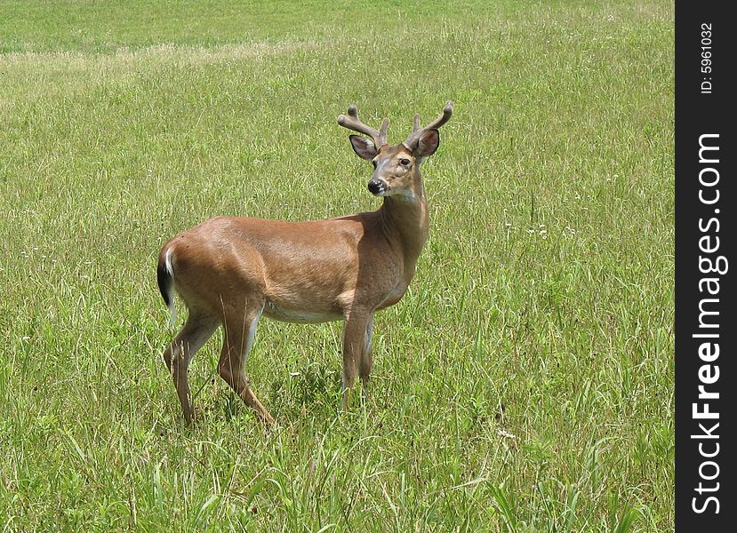 Whitetail Deer In Tennessee
