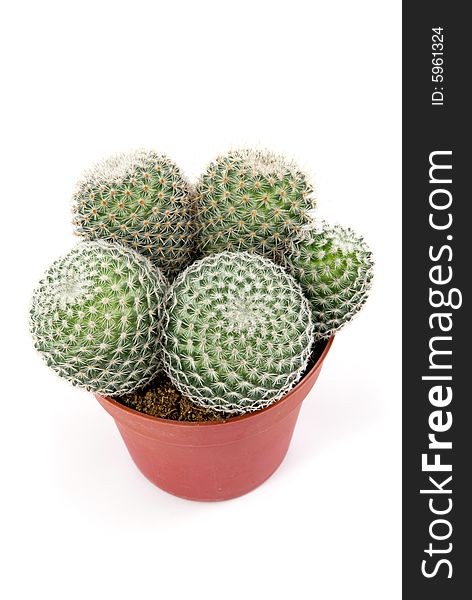 Isolated Green cactus in ceramic  pot on white