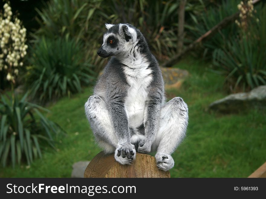 Ring Tailed Lemur sits in the sun